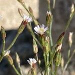 Symphyotrichum subulatum 花