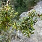 Podocarpus totara Levél