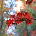 Acer japonicum Листок