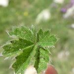 Potentilla verna Blatt