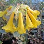 Rhododendron brassii Flower