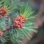 Pinus mugo Altul/Alta