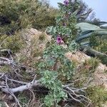 Malva arborea Συνήθη χαρακτηριστικά