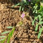 Tephrosia subtriflora Folha