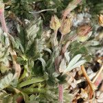 Potentilla pseudosericea Bark