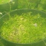 Utricularia longifolia Leaf