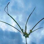 Cyperus entrerianus Habitus