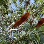 Peltophorum pterocarpum Fruit