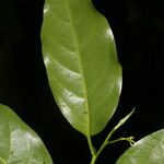 Ocotea viridiflora Ліст