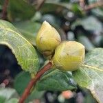 Camellia oleifera Autre