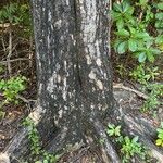 Swietenia mahagoni Кара