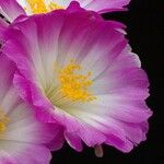 Mammillaria luethyi Flower