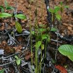 Actinostachys pennula Natur