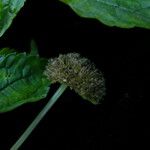 Lecanthus peduncularis Хабит