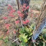 Aloe secundiflora 花