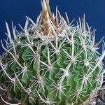Stenocactus multicostatus Hábito