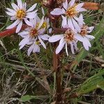 Tripolium pannonicum 花