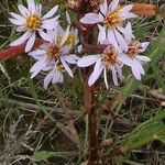 Tripolium pannonicum Flower