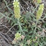 Sideritis hyssopifolia 花