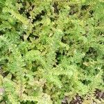 Scutellaria albida 葉