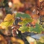 Acer tataricum Leaf