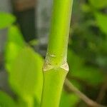 Nerium oleander Bark