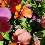 Viola cornuta Kvet