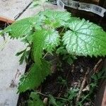 Urtica morifolia Leaf