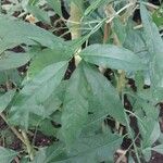 Cestrum nocturnum Leaf