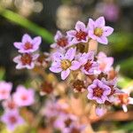 Sedum villosum Blüte