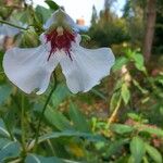 Impatiens tinctoria Цвят