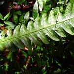 Thelypteris tetragona Лист