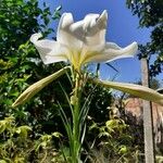 Lilium formosanum Цвят