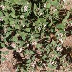 Euphorbia albomarginata Fiore