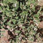 Euphorbia albomarginata Bloem