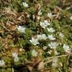 Arenaria balearica Hábito