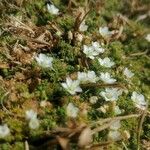 Arenaria balearica Habit