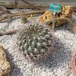 Gymnocalycium saglionis Leaf