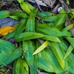 Habenaria tridactylites Hoja