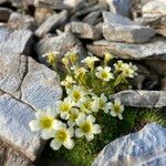 Saxifraga muscoides Bloem