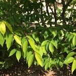 Zelkova serrata Φύλλο