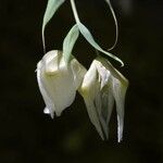 Calochortus albus Flower