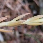 Petrosedum montanum Blatt