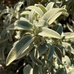 Phlomis purpurea Leaf