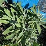 Salvia officinalis Yeri