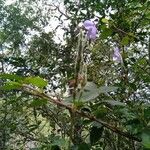 Ruellia dissidens Habit