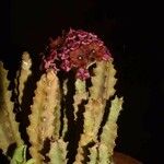 Boucerosia umbellata