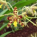Ansellia africana Flower