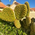 Opuntia microdasys Leaf