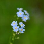 Myosotis nemorosa Flor